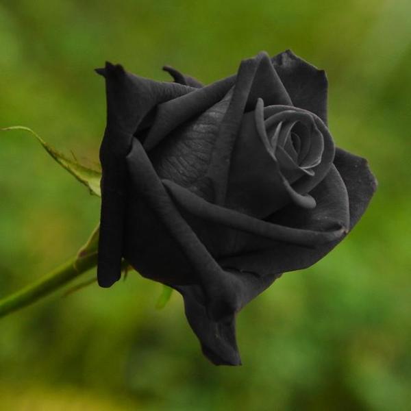 black rose flower seeds 50 Pieces Rare Black Variety Color Rose Flower Seeds – The Official Strange & Creepy Store!