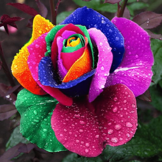 rare rose seeds 50 Pieces Rare Rainbow Color Rose Flower Seeds – The Official Strange & Creepy Store!