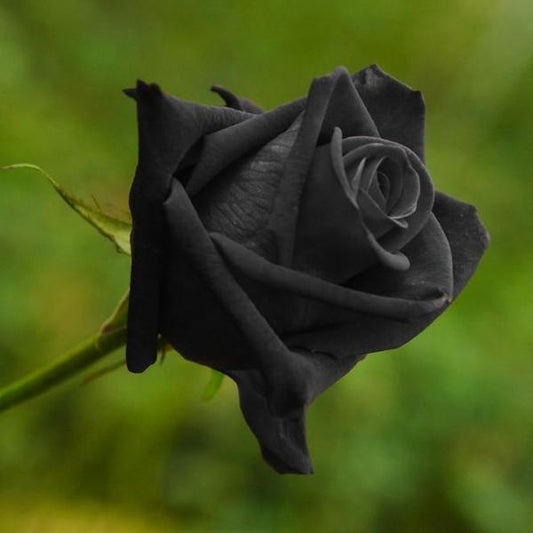 50 Pieces Rare Black Variety Color Rose Flower Seeds