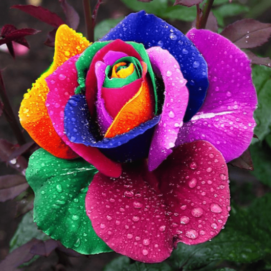 50 Pieces Rare Rainbow Color Rose Flower Seeds