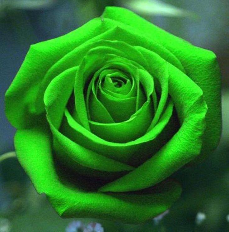 50 Pieces Rare Green Rose Flower Seeds