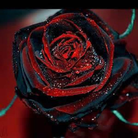 50 Pieces Rare Black And Red Variety Color Rose Flower Seeds