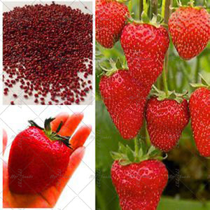 50pcs Strawberry Seeds