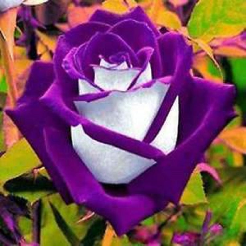 50 Pieces Rare Purple And White Variety Color Rose Flower Seeds